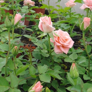 Розов - Чайно хибридни рози 